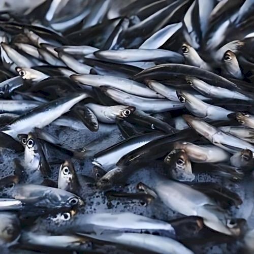 Anchovy