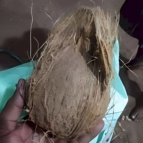 Coconut Shells - PT Agrijaya Abadi Kayaraya