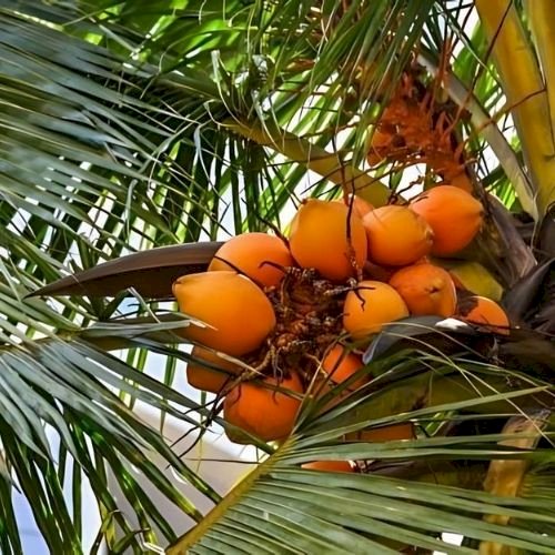 Farm Fresh Coconuts