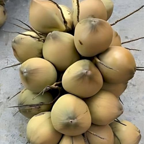Fresh Mature Coconut