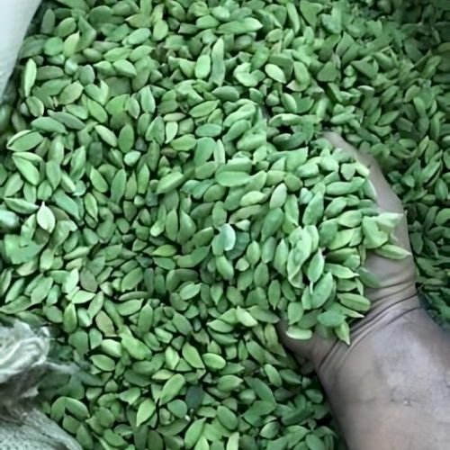 Green Cardamom