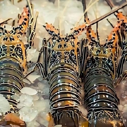 Lobster