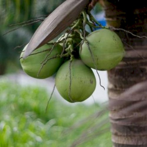 Mature Fresh Coconut