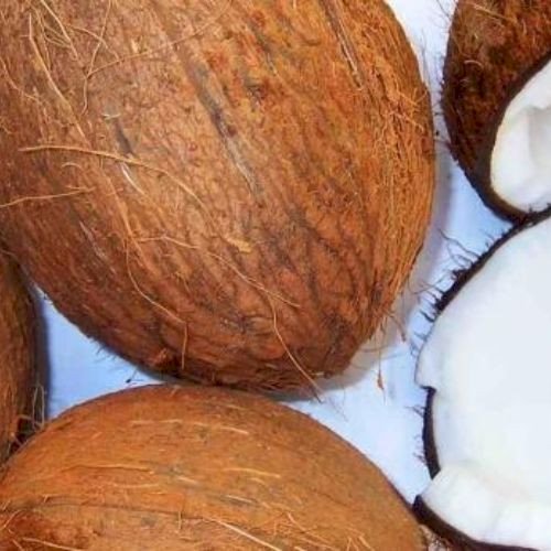 Matured Coconuts