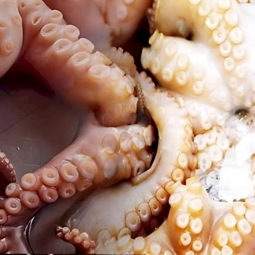 Octapus