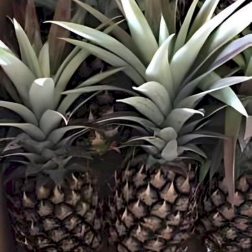 Pineaple