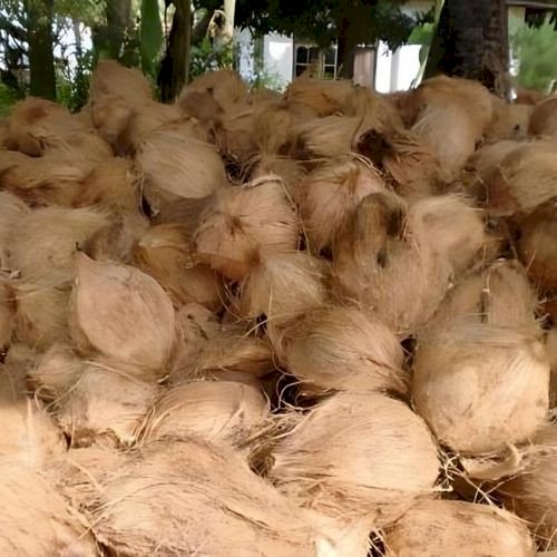Semi Husked Mature Coconut