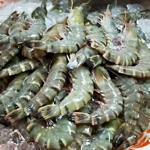 Shrimp