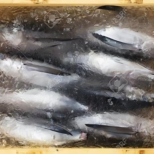 Tuna